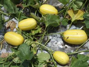 菜瓜的最新爆料,揭秘娱乐圈最新动态，明星隐私大曝光！